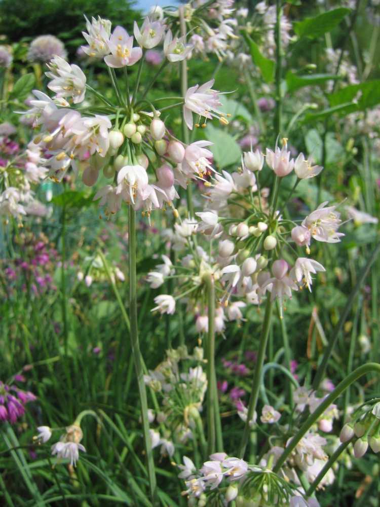 Allium roseum (Rosablühender Lauch)